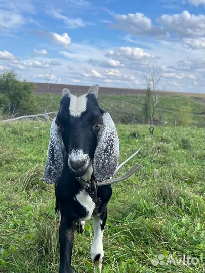 Нубийские козы