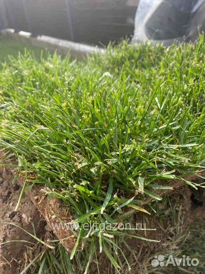 Укладка и продажа газона