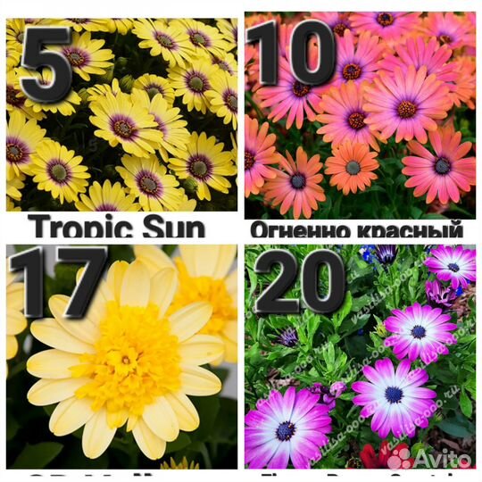 Остеоспермум