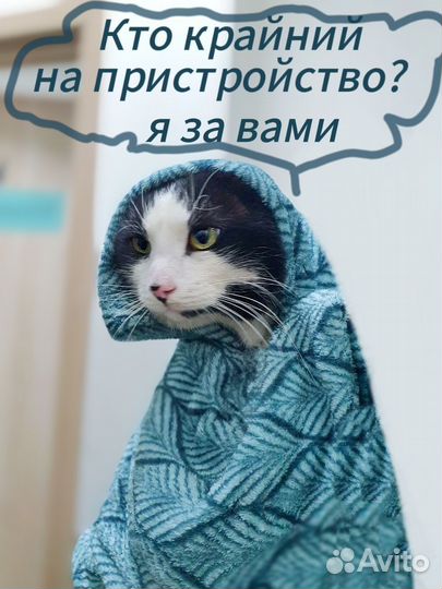 Котик Антонио ищет дом