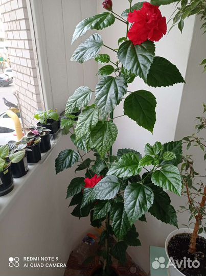 Гибискус(китайская роза)