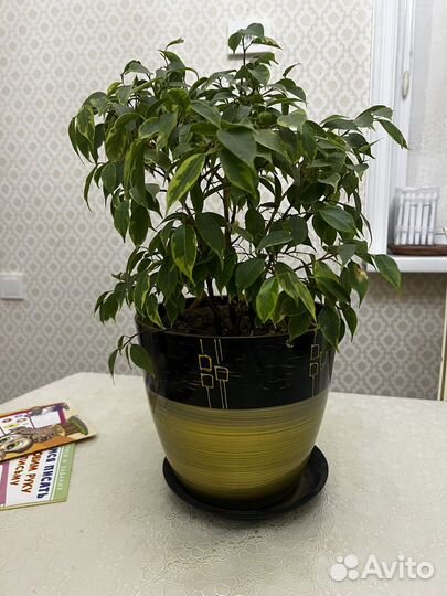 Фикус бенджамина
