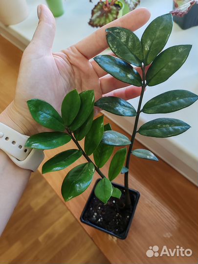 Замиокулькас