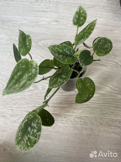 Сциндапсус сильвер энн