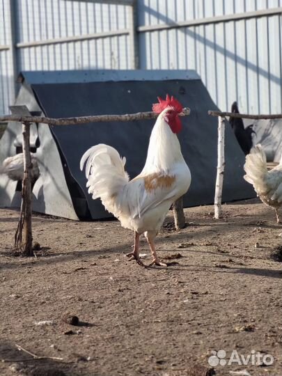 Молодые петухи