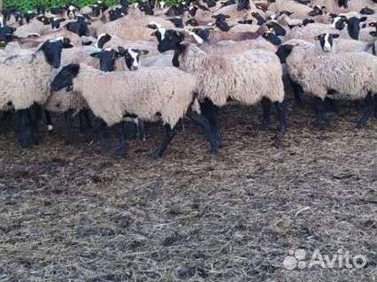 Бараны (валухи) живым весом и тушками