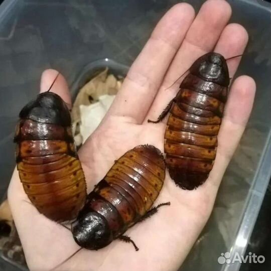 Мадагаскарские тараканы