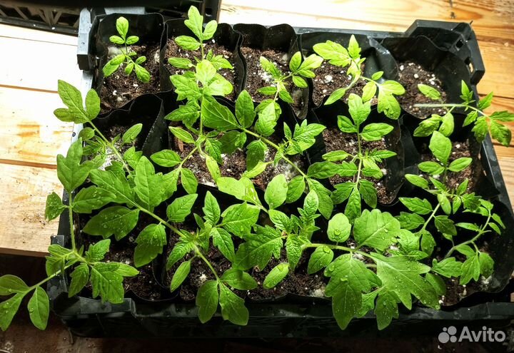 Рассада томатов (помидор)