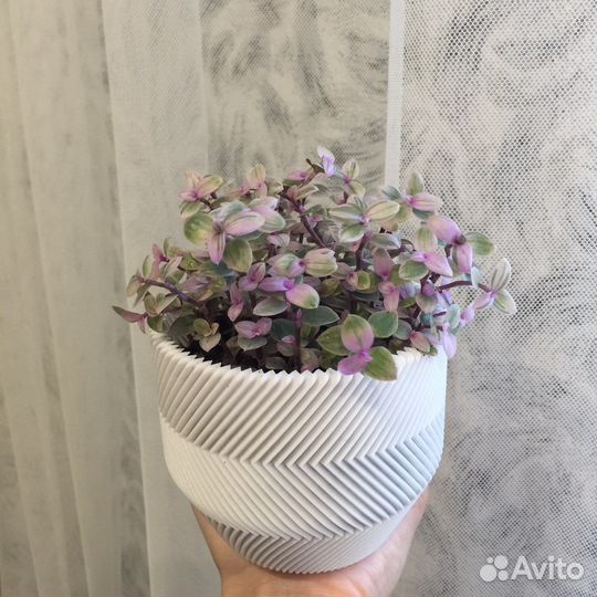 Каллизия, Традесканция