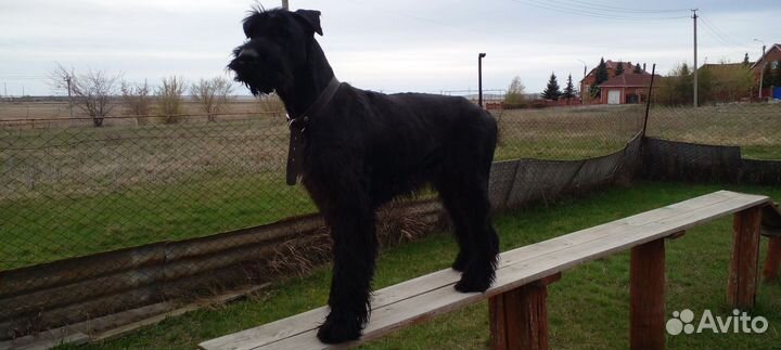 Вязка. Кобель Ризеншнауцер. С документами