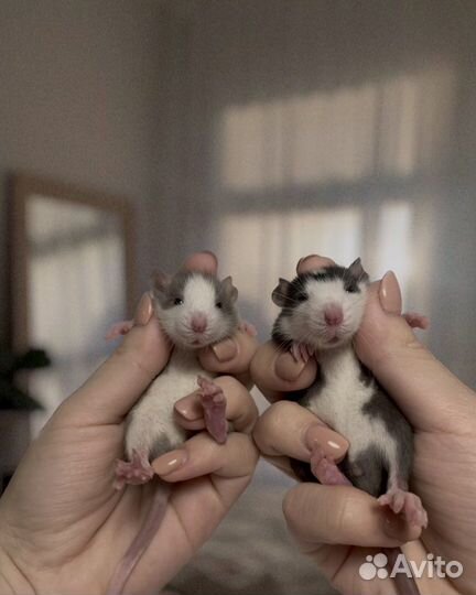 Крысята дамбо Декоративная крыса