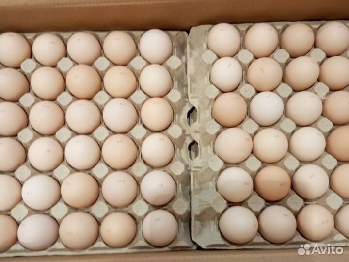 Инкубационное яйцо бройлера