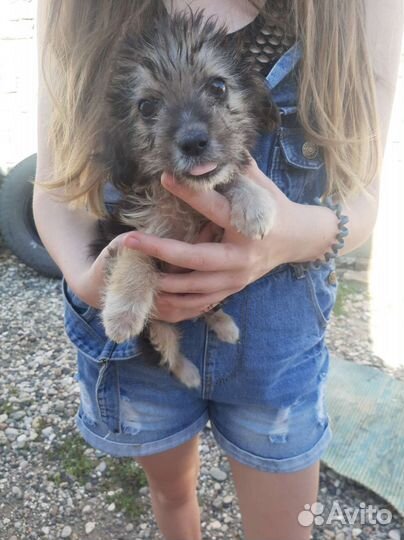 Щенок в добрые руки