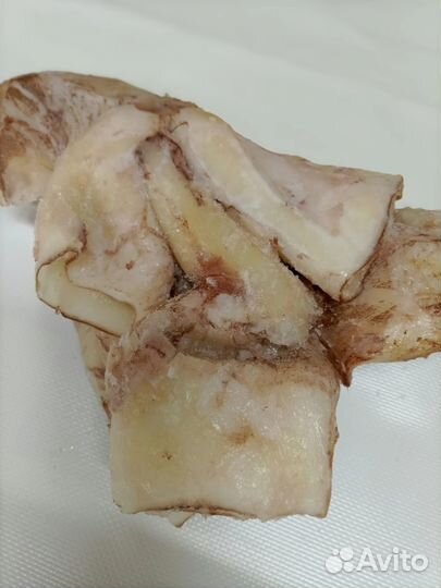 Кальмар командор