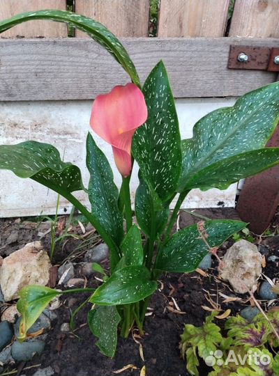 Каллы клубни