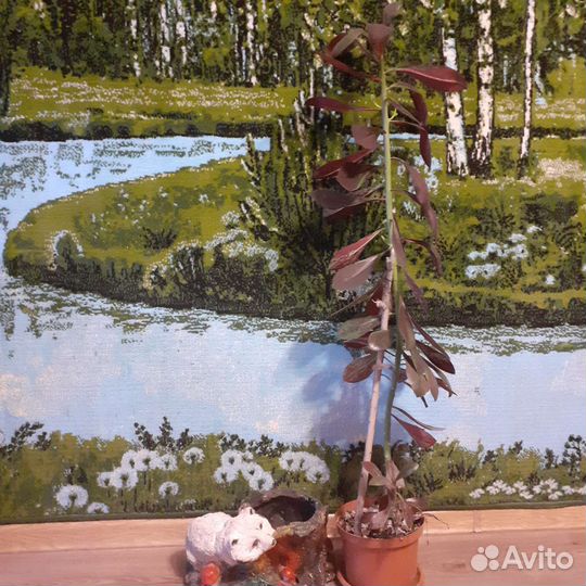 Отдам статуэтки и цветок садовые и собаку