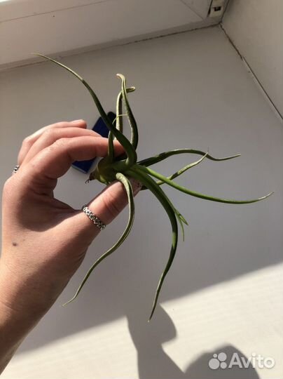 Тилландсии атмосферные в ассортименте