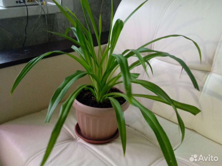 Хлорофитум обычный