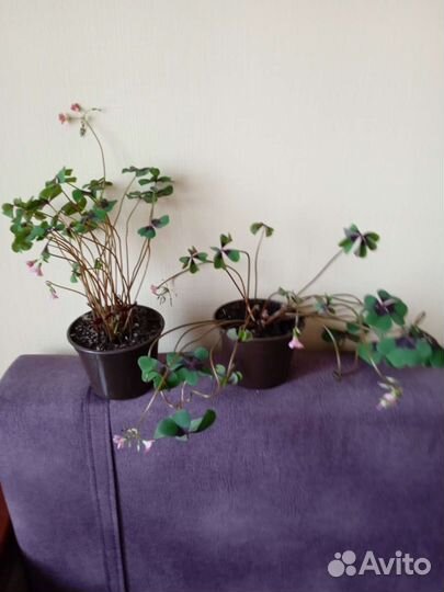 Кислица оксалис 3 сорта