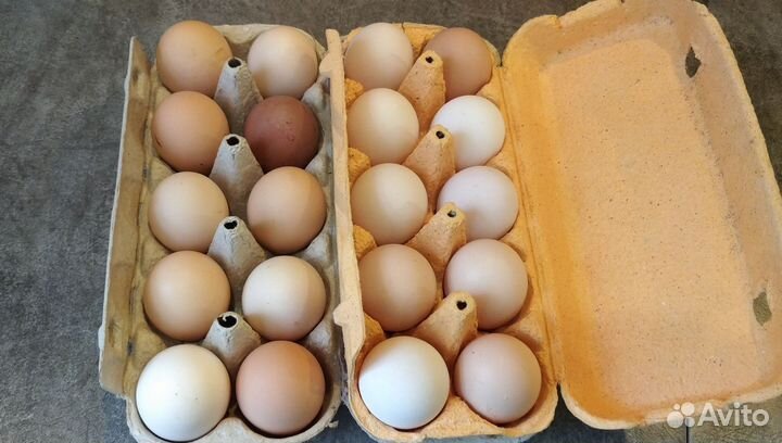 Инкубационное яйцо кур несушек