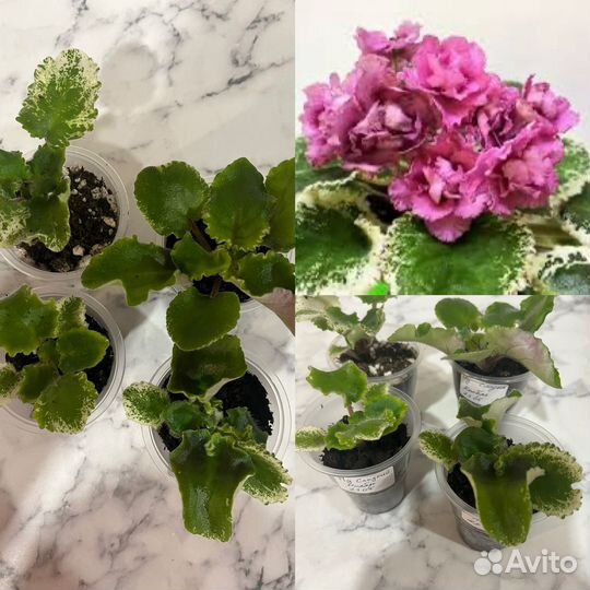 Детки сортовых фиалок