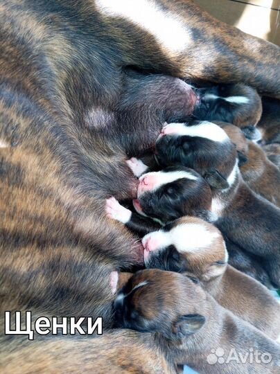 Милые щенки