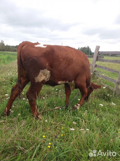 Телка 6 месяцев