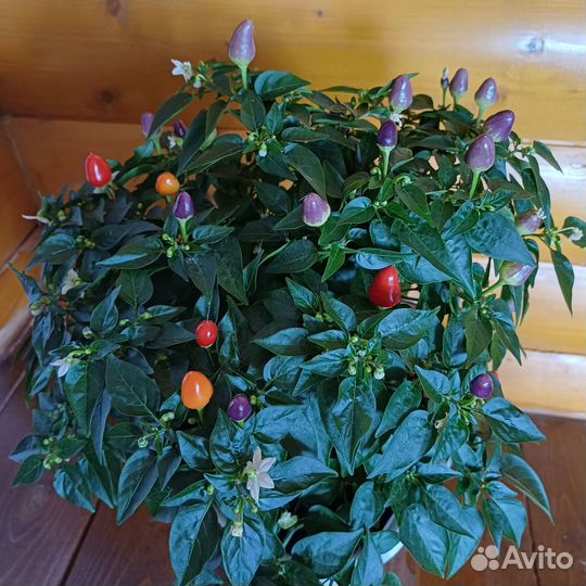 Перец комнатный острый