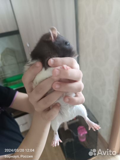 Крыса домашняя