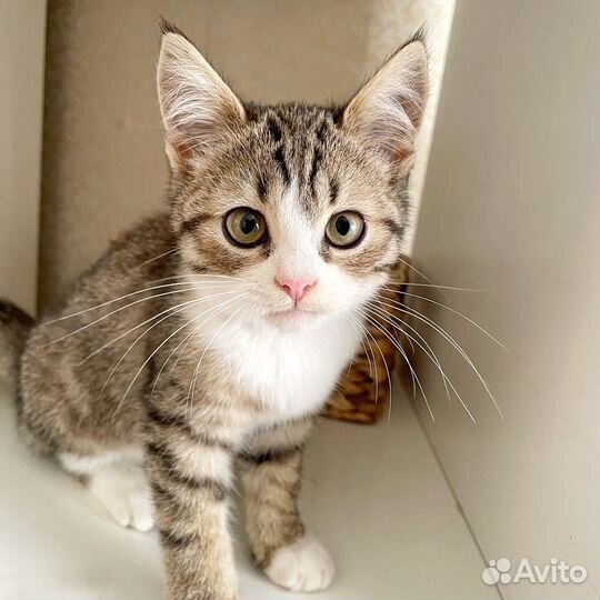 Котенок девочка ищет дом