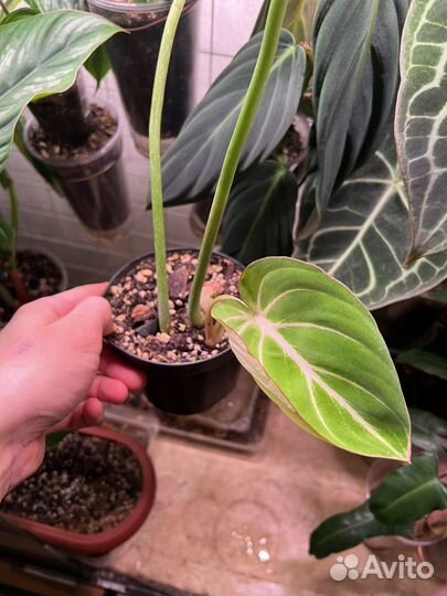 Филодендрон глориозум