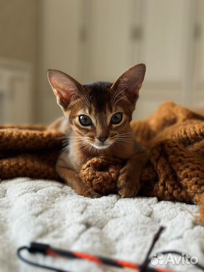 Абиссинские котята