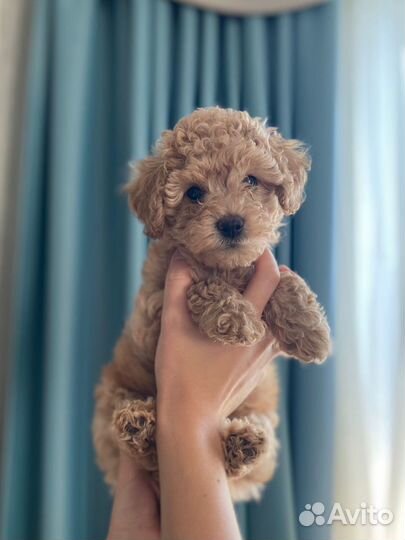 Щенки той пуделя