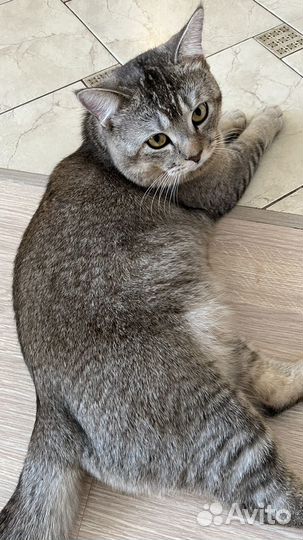 Кот вязка