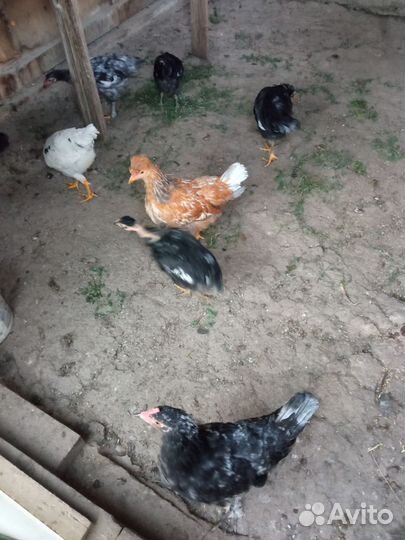 Куры молодки