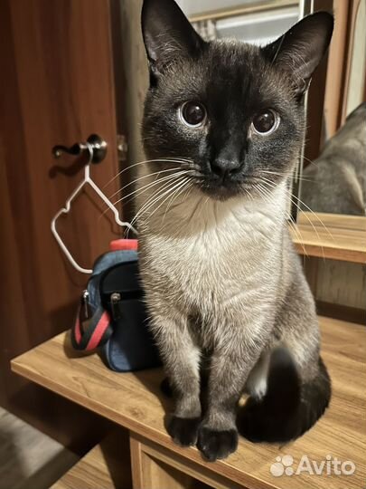 Кот ищет самку