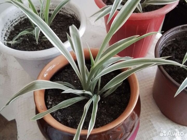 Хлорофитум полосатый в горшках