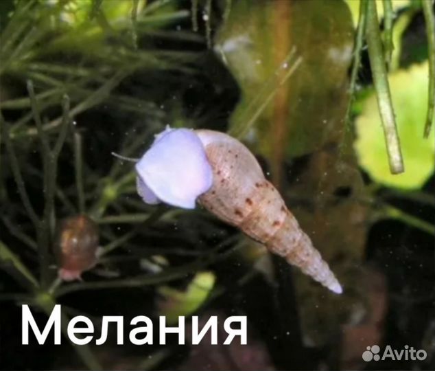 Аквариумные рыбки и растения