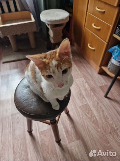 Котик в добрые руки