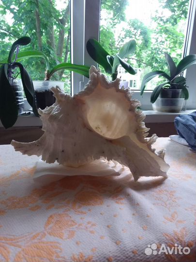 Раковина для аквариума из индийского океана