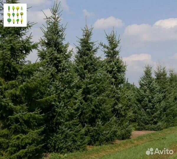 Саженцы ели с гарантией
