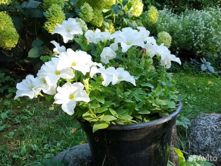 Пеларгония герань