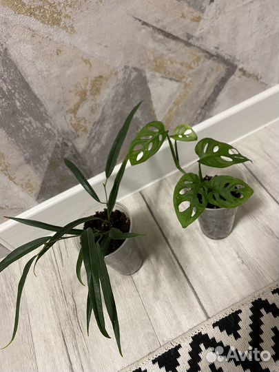 Комнатные цветы