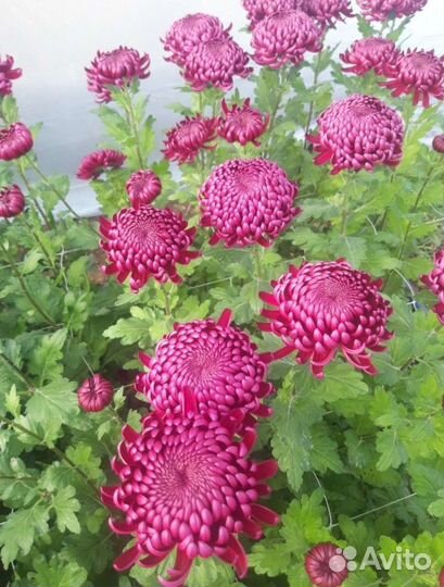 Многолетники садовые