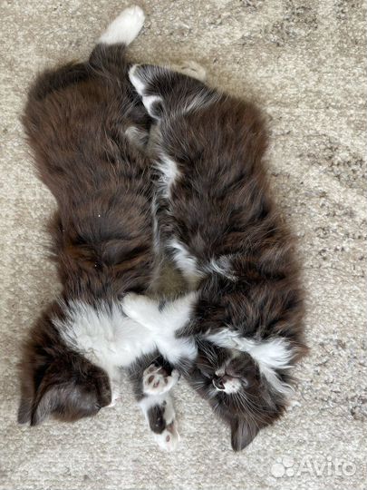 Котята в добрые руки бесплатно