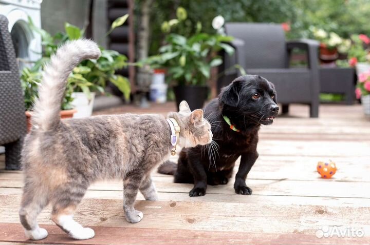 Маленькая собака