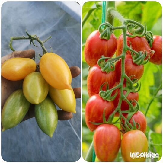 Семена коллекционных томатов и перцев