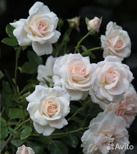 Саженцы плетистых роз Пенни Лейн осень 2023г