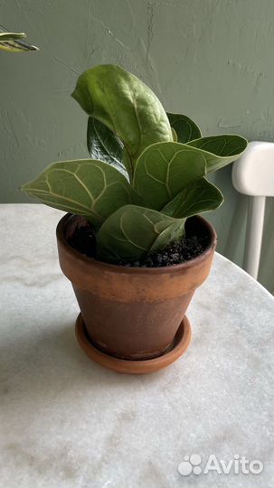 Фикус лирата бамбино