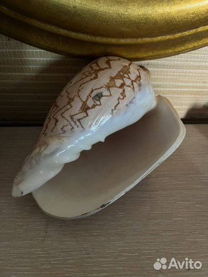 Ракушка большая